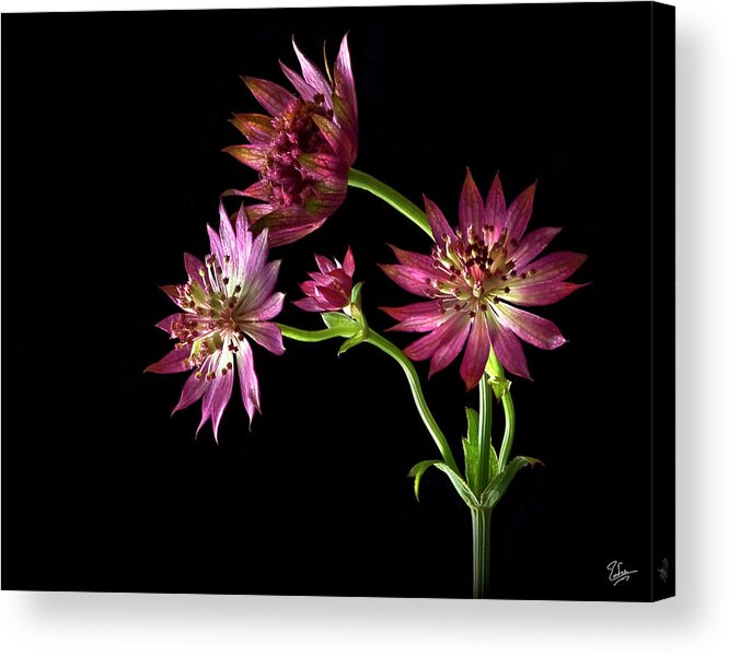 Flower Acrylic Print featuring the photograph Astrantia by Endre Balogh