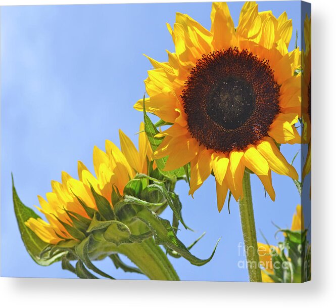 Sunflower Acrylic Print featuring the photograph August Sunshine by Traci Cottingham