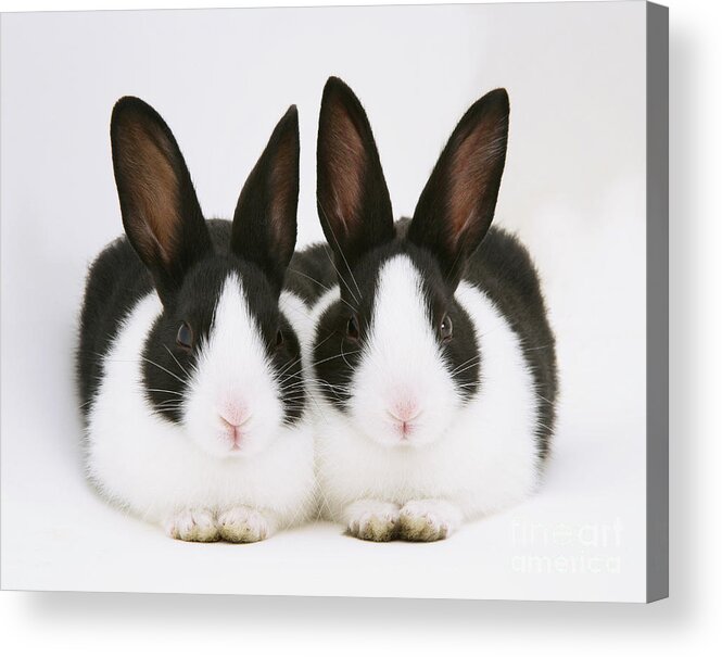 Black-and-white Dutch Rabbit Acrylic Print featuring the photograph Baby Black-and-white Dutch Rabbits by Jane Burton