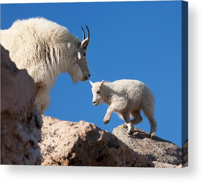 Mountain Goats; Baby; First Steps; Stepping; Encouragement; Nature; Goat; Stepping Out; Baby Goat; Mountain Goat Baby; Happy; Joy; Nature; Brothers Acrylic Print featuring the photograph Baby Steps by Jim Garrison