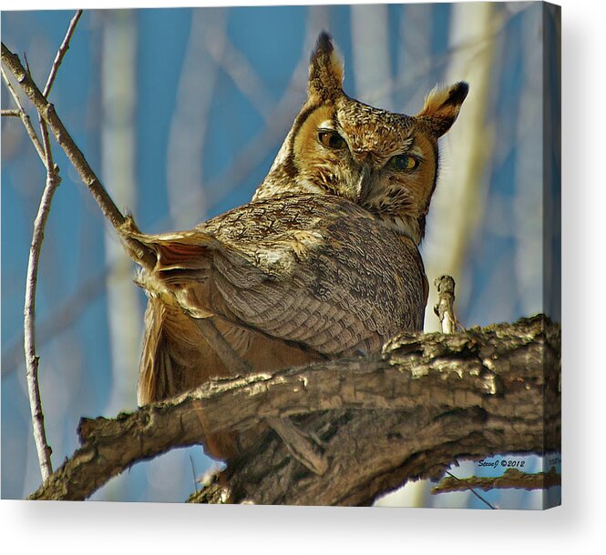Owl Acrylic Print featuring the photograph Back at Ya by Stephen Johnson