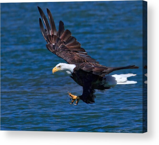 Bald Eagle Acrylic Print featuring the photograph Bald Eagle on the Hunt by Beth Sargent