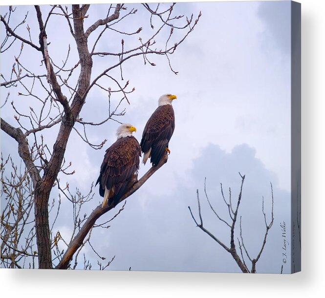 J Larry Walker Acrylic Print featuring the digital art Bald Eagle Pair Looking At Storm Coming by J Larry Walker