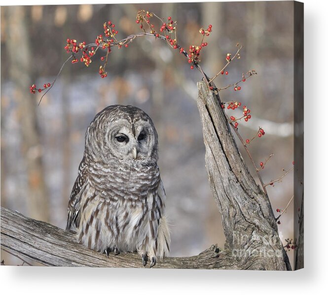 Owl Acrylic Print featuring the photograph Barred Owl w berries by Ronald Grogan