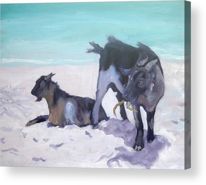 Goats Acrylic Print featuring the painting Beach Goats by Sheila Wedegis