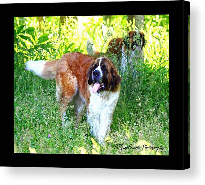 St. Bernards Acrylic Print featuring the photograph 'Betty and Lou' by PJQandFriends Photography