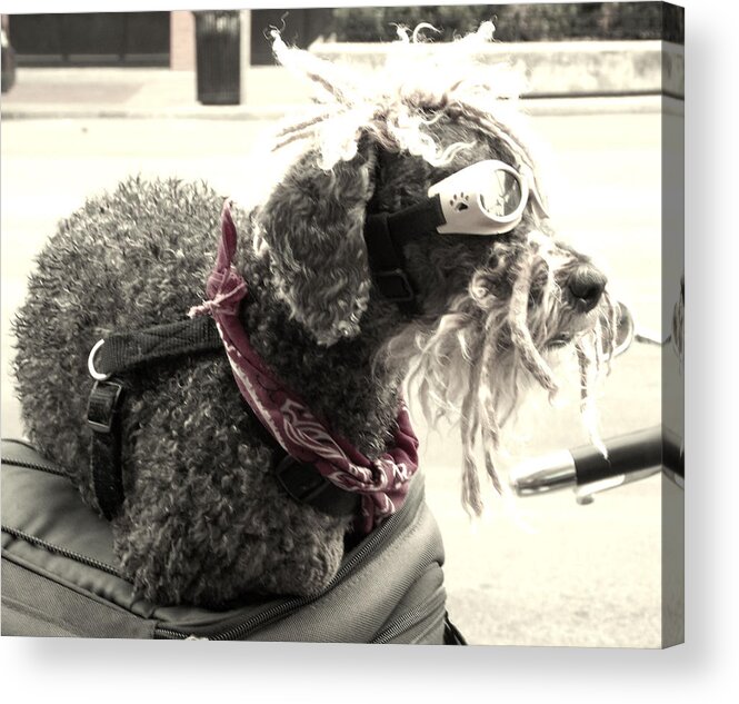  Acrylic Print featuring the photograph Biker Poodle by Regina McLeroy