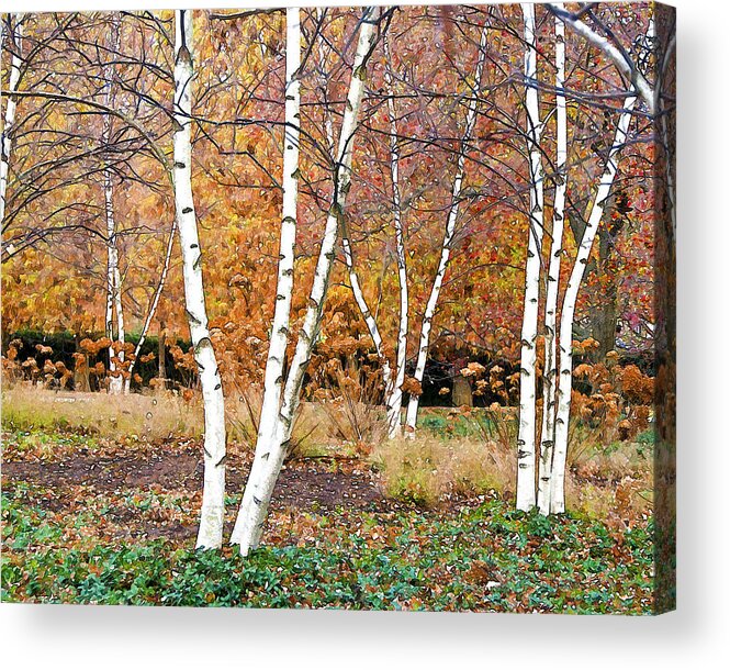 Trees Acrylic Print featuring the photograph Birches by Betty Eich