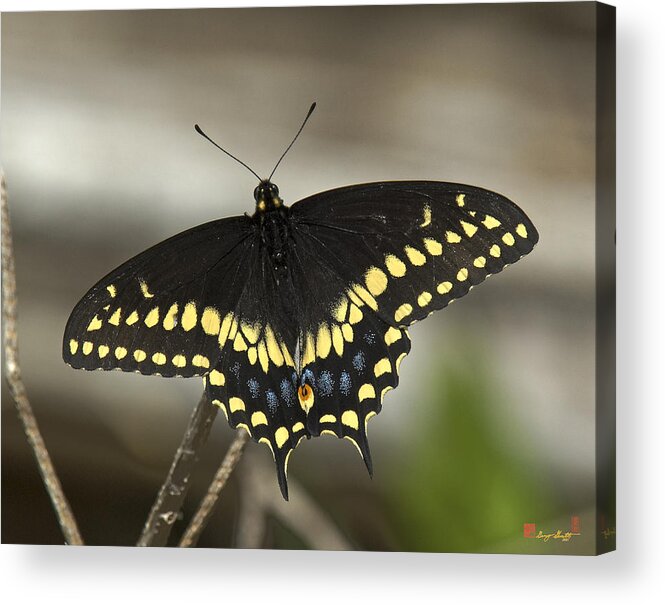 Insect Acrylic Print featuring the photograph Black Swallowtail DIN103 by Gerry Gantt