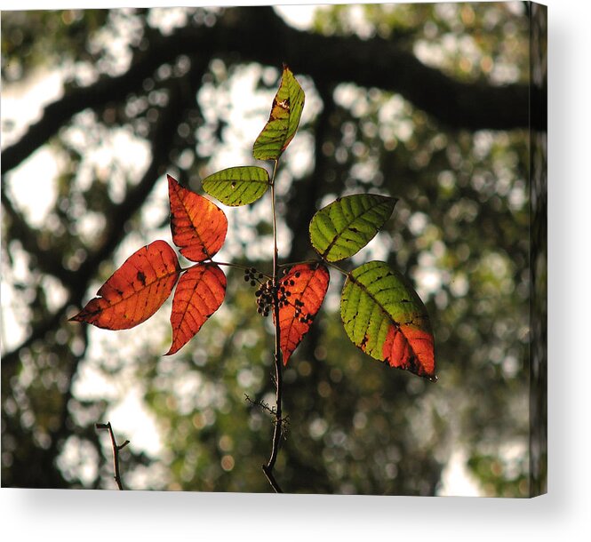 Nature Acrylic Print featuring the photograph Blackgum Leaves and Fruit by Peggy Urban