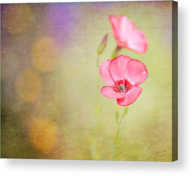Wildflower Acrylic Print featuring the photograph Blessed by Joel Olives