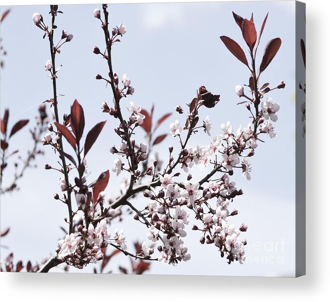 Pink Acrylic Print featuring the photograph Blossoms in Time by Traci Cottingham
