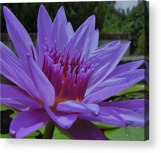 Lotus Acrylic Print featuring the photograph Blue and Purple Lotus Flower by Chad and Stacey Hall