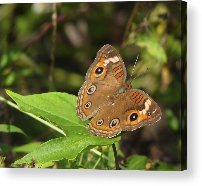 Brown Butterfly Photography Acrylic Print featuring the photograph Buckeye Butterfly by Chris Kusik