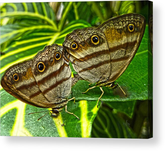 Butterfly Acrylic Print featuring the photograph Buckeye of the Amnazon by Marie Morrisroe