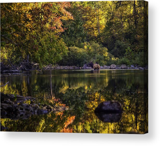 Bull Elk Acrylic Print featuring the photograph Bull Elk in Buffalo National River in Fall Color by Michael Dougherty