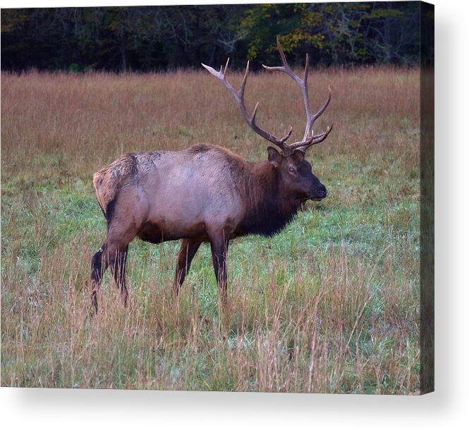 Elk Acrylic Print featuring the photograph Bull Elk in Rut by Gregory Scott