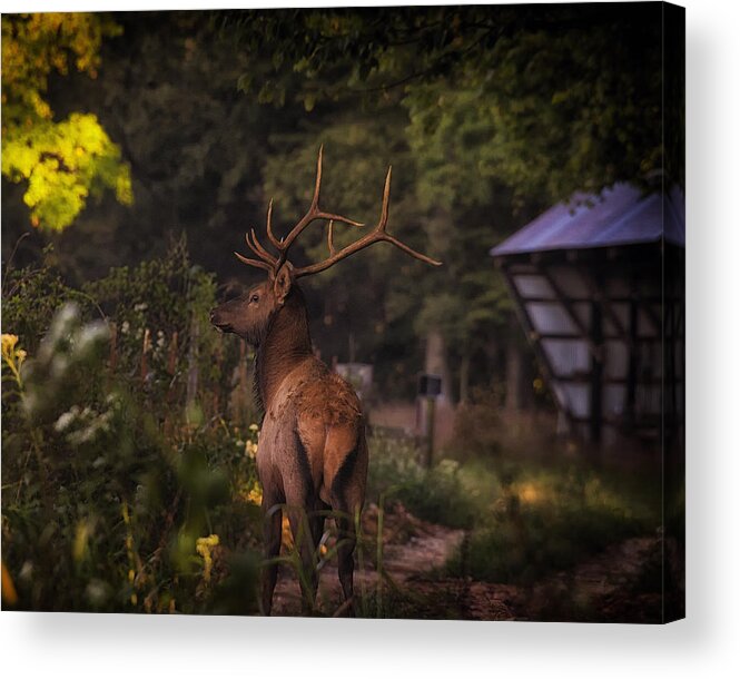 Bull Elk Acrylic Print featuring the photograph Bull Elk on Country Road by Michael Dougherty