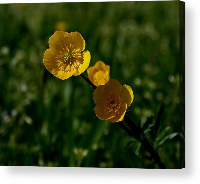 Buttercup Acrylic Print featuring the photograph Buttercups by Karen Harrison Brown