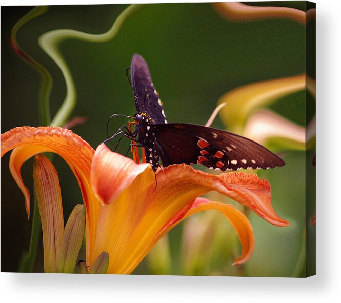 Nspirational Acrylic Print featuring the photograph Butterflies Are Free... by Arthur Miller