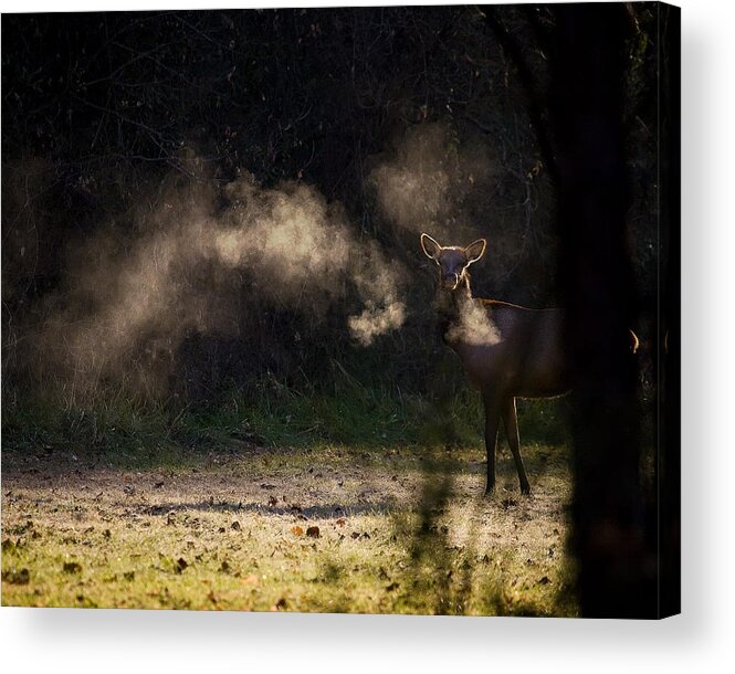 Elk Acrylic Print featuring the photograph Calf Elk with Steaming Breath at Lost Valley by Michael Dougherty