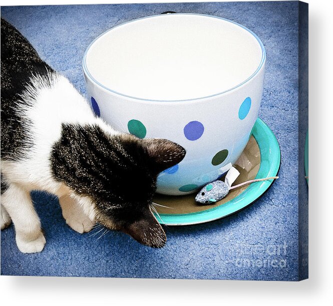 Fine Art Cat Acrylic Print featuring the photograph Cat and Mouse Blue by Andee Design