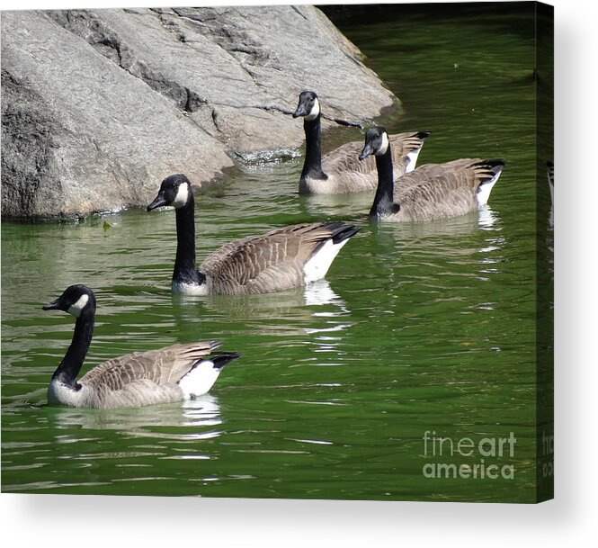 Central Park Acrylic Print featuring the photograph Central Park 22 by Padamvir Singh