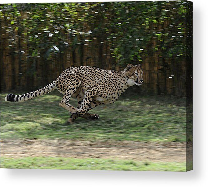 Cheetah Acrylic Print featuring the photograph Cheetah Run by Keith Lovejoy