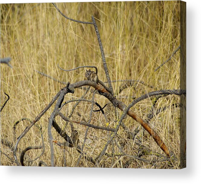 Chipmunks Acrylic Print featuring the photograph Chipmunk in the Sun by Ben Upham III