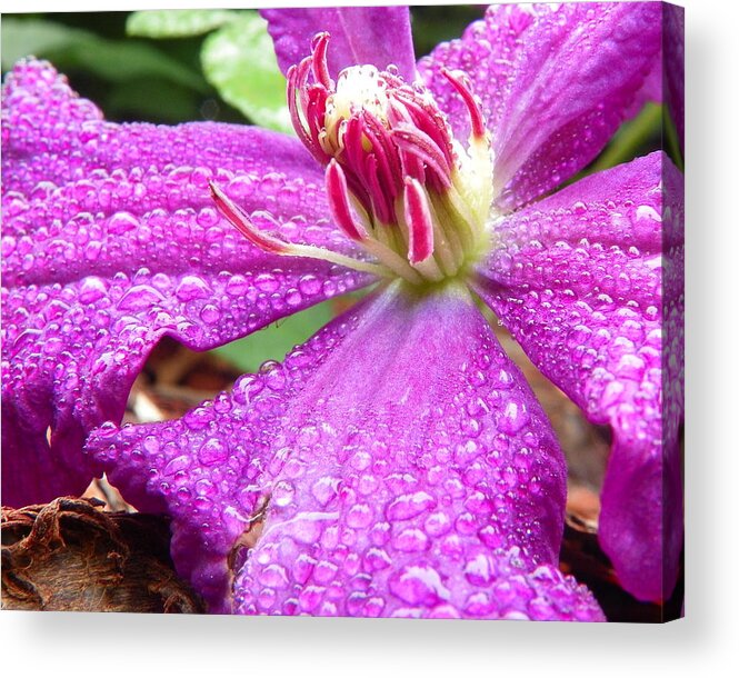 Dew Acrylic Print featuring the photograph Clematis with dew by Chad and Stacey Hall