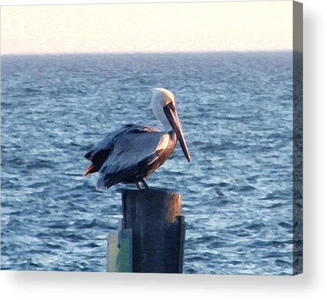 Pelican Acrylic Print featuring the photograph Content by Brian Wright