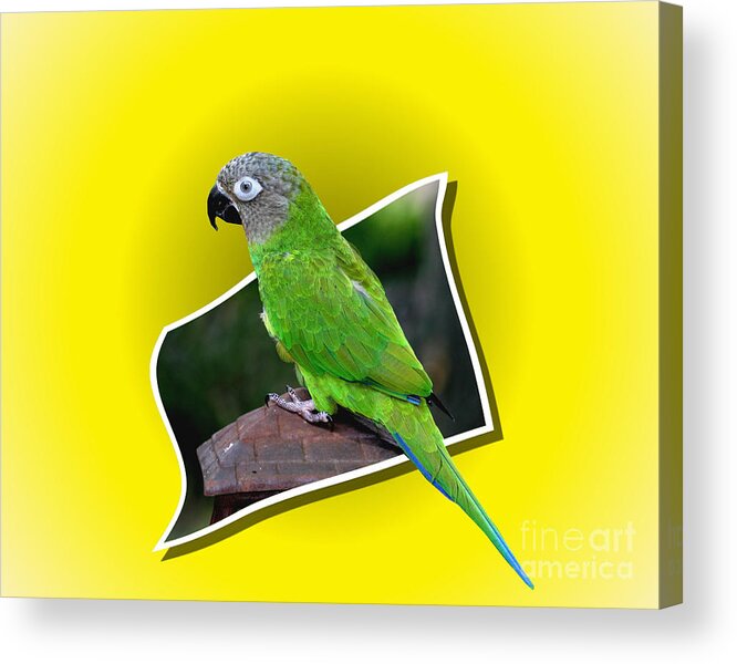 Parrot Acrylic Print featuring the photograph Conure Parrot Pop Out by Smilin Eyes Treasures