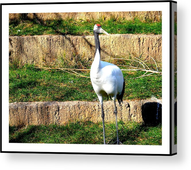 Animal Photographs Acrylic Print featuring the photograph Crane-4 by Anand Swaroop Manchiraju