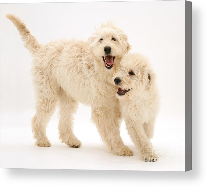 White Background Acrylic Print featuring the photograph Cream Labradoodle Puppies by Jane Burton