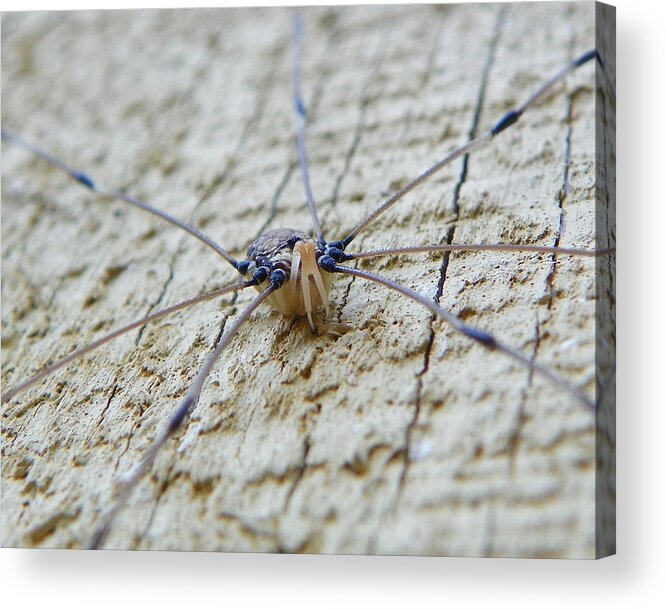 Legs Acrylic Print featuring the photograph Daddy's long legs by Chad and Stacey Hall