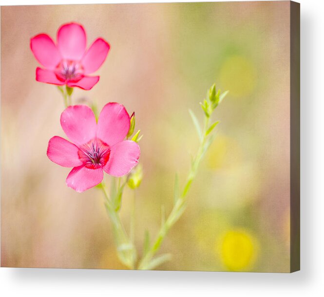 Red Acrylic Print featuring the photograph Dare to Dream by Joel Olives