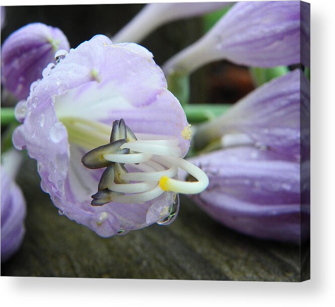 Flower Acrylic Print featuring the photograph Delicate beauty by Chad and Stacey Hall