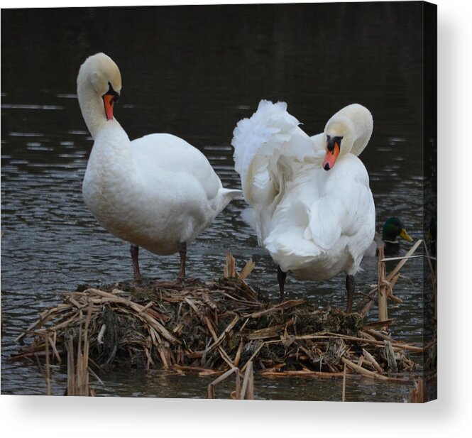 Swans Acrylic Print featuring the photograph Does this make my butt look big by Brian Stevens