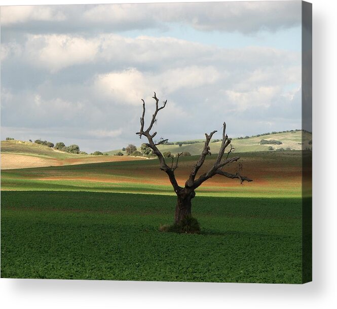 Landscape In Andalucia Acrylic Print featuring the photograph Don Quijote by Suz Landay