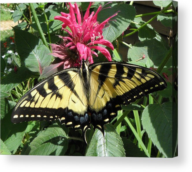 Butterfly Acrylic Print featuring the photograph Eastern Yellowtail Butterfly by Kim Galluzzo