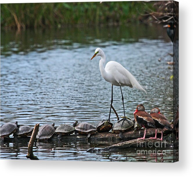 Great Egret Photograph Acrylic Print featuring the photograph Egret Bird - Supporting Friends by Luana K Perez