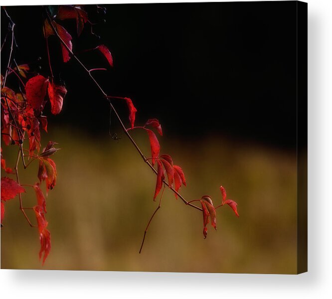 Autumn Acrylic Print featuring the photograph Fall Creeps In by Sue Capuano