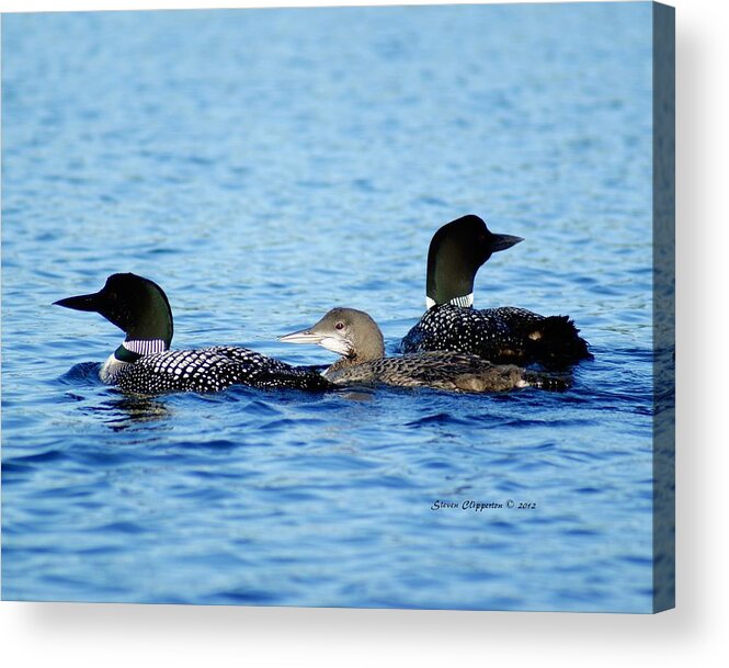 Loon Acrylic Print featuring the photograph Family Swim 2 by Steven Clipperton