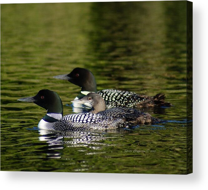 Loons Acrylic Print featuring the photograph Family Swim by Steven Clipperton
