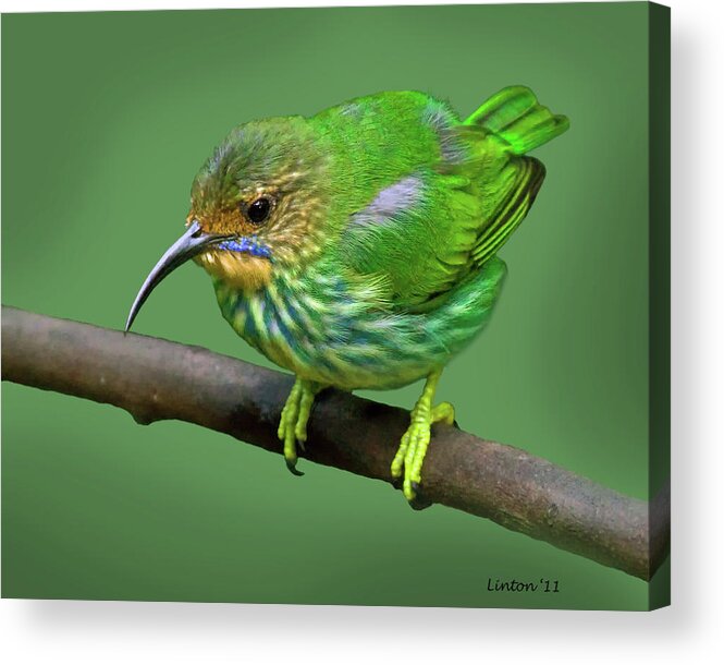 Purple Honeycreeper Acrylic Print featuring the photograph Female Purple Honeycreeper by Larry Linton