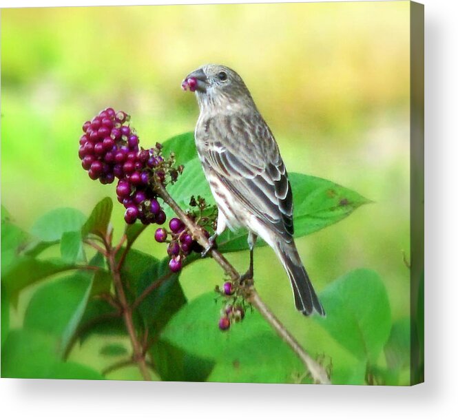 Nature Acrylic Print featuring the photograph Finch Eating Beautyberry by Peggy Urban