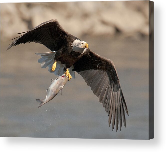 Bald Eagle Acrylic Print featuring the photograph Fish To Go by Craig Leaper