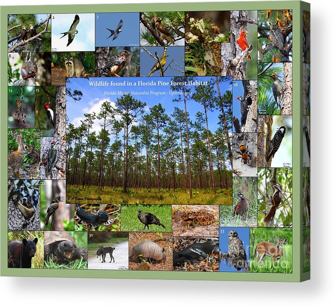 Florida Wildlife Collage Acrylic Print featuring the photograph Florida Wildlife Photo Collage by Barbara Bowen