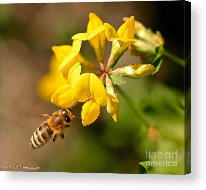 Honey Bee Acrylic Print featuring the photograph Flower Kiss by Mitch Shindelbower