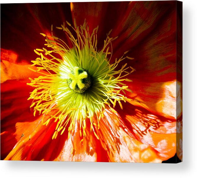 Flowers Acrylic Print featuring the photograph Flower by Mickey Clausen